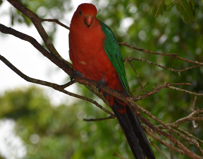 king-parrot-tree-2.webp King parrot on a tree