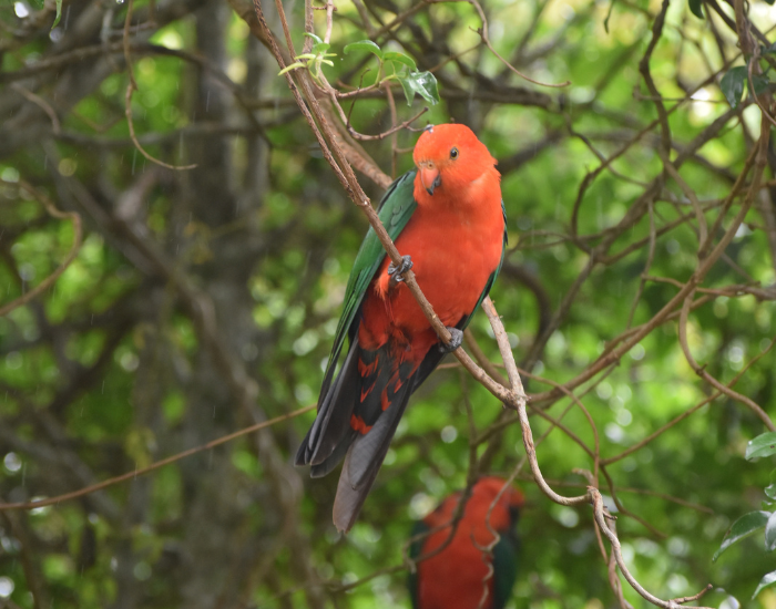 king-parrot-tree.webp two king parrots in the wild on top of a tree