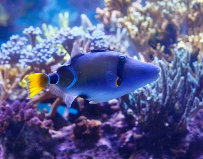lagoon-trigger-fish.webp lagoon trigger fish with coral behind