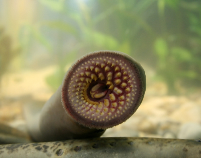 Mouth of sea lamprey