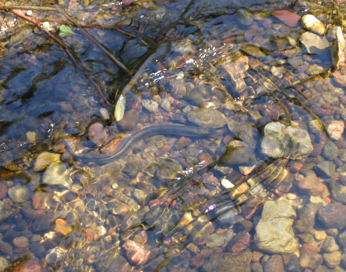 lamprey swimming in shallow water