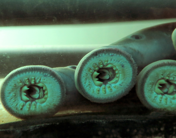 three pacific lampreys on a fish tank sucking the glass