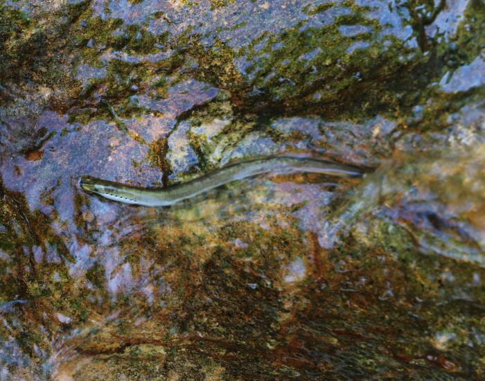 lamprey swimming in a river