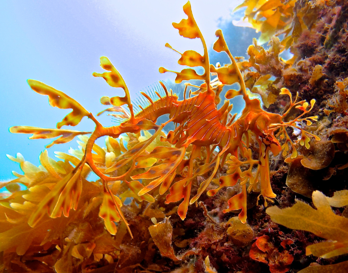 leafy-sea-dragon-2.webp leafy sea dragon in the wild