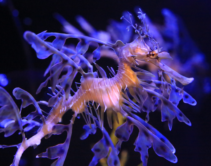 leafy-sea-dragon-swimming-2.webp Leafy sea dragon with black background