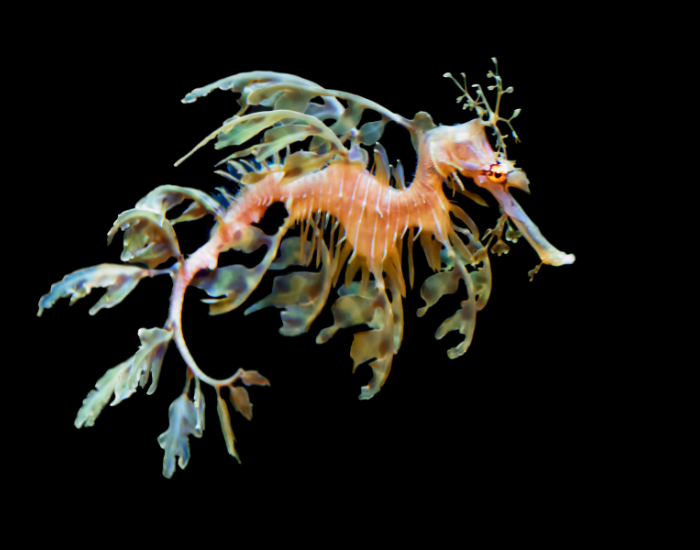 leafy-sea-dragon.webp Sea Dragon swimming with black background