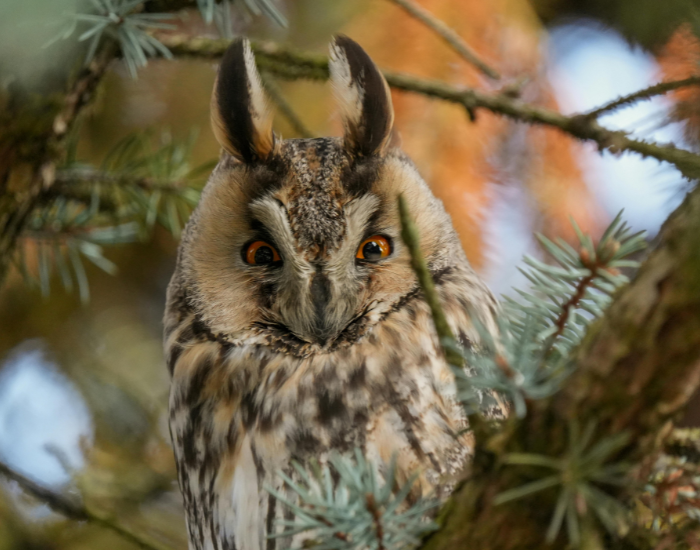 long-eared-owl.webp Long eared owl in he wild, close up