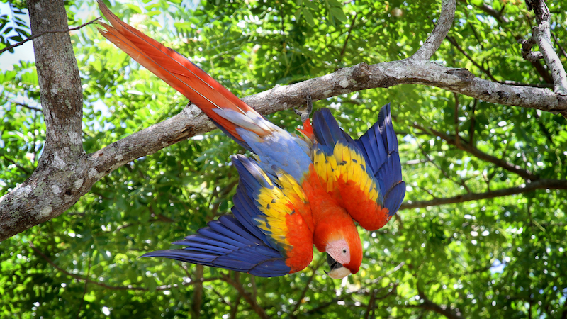 macaw in the wild