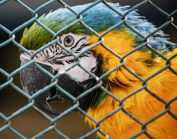 close up of a blue macaw head