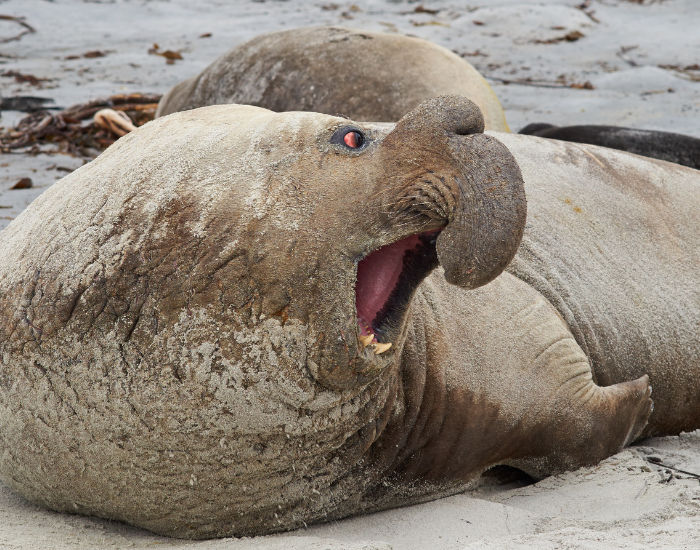 mad-elephant-seal.webp elephant seal on the beach
