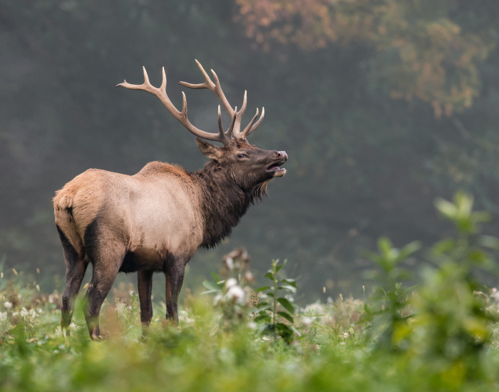 elk in the wild