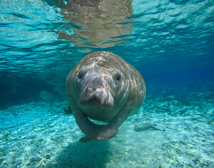 manatee swimming towards the camera