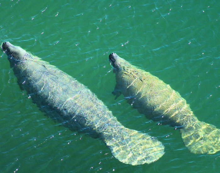 aerial photo of a manatee and calf swimming near the surface