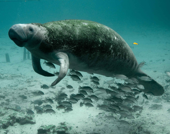 manatee in the ocean