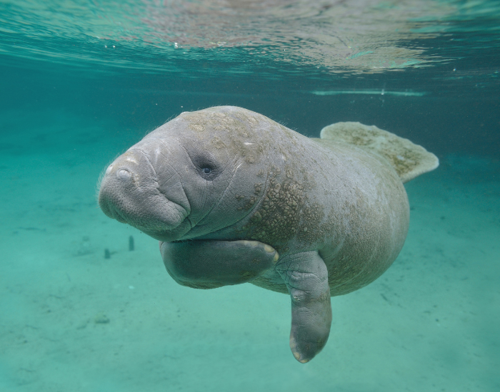 manatee swimming