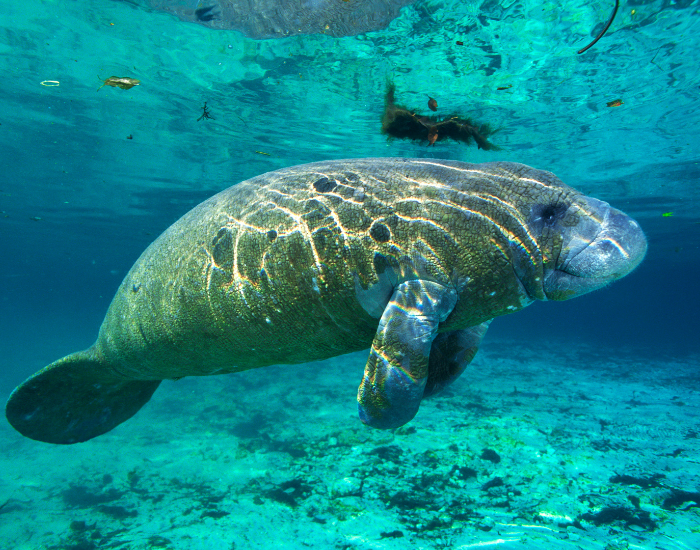 Manatee floating