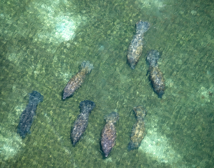 drone photo of siz manatees swimming in shallow water