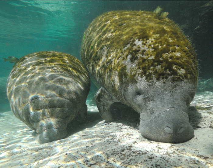 manatee mother and baby feeding
