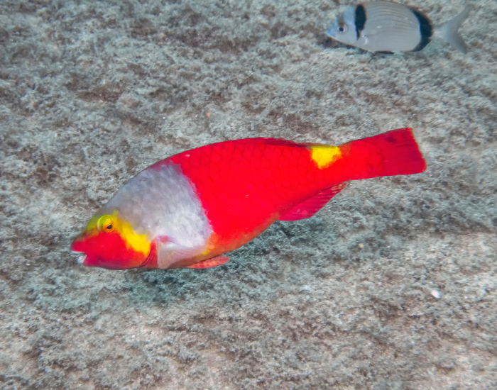 parrot fish in the mediterranean