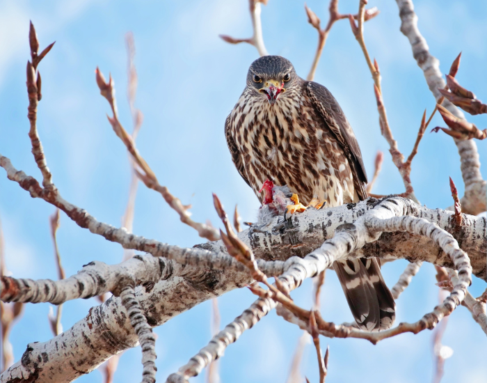 merlin falcon on top of. a tree eating its prey