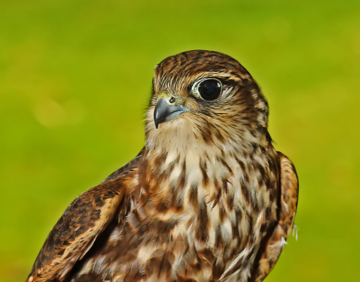 close up of a merlin bird