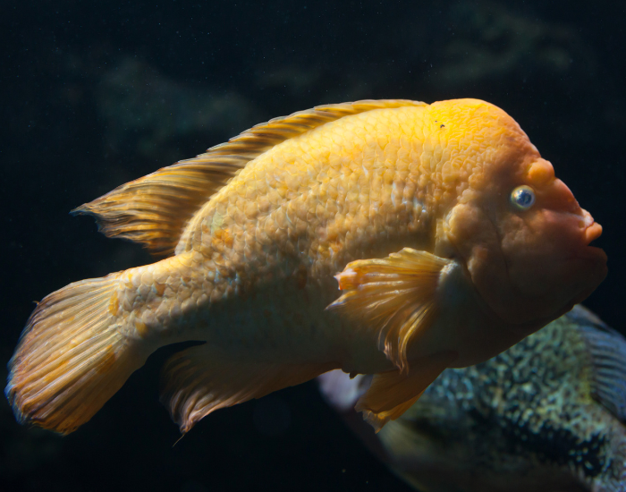 Midas Cichlid with black background