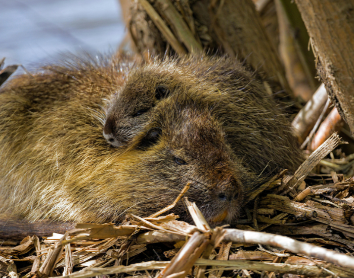 mom-beaver.webp mom beaver with baby resting laying on lodge