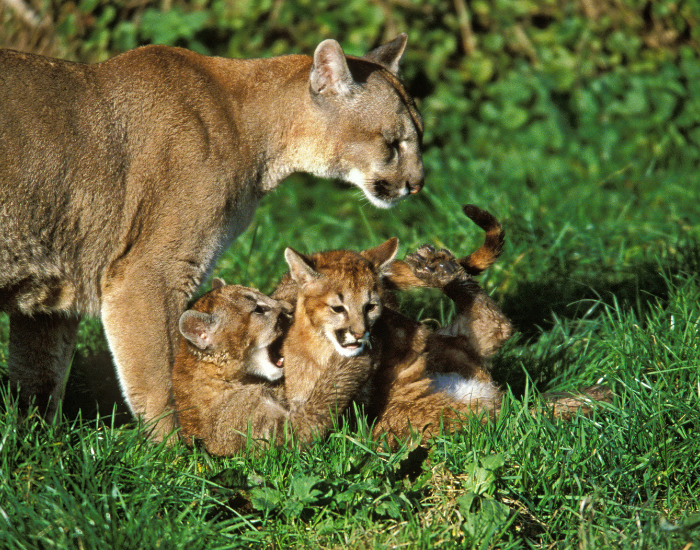 cOUGA RMOM WITH CUBS ON GRASS