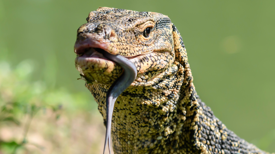 close up of a monitor lizard