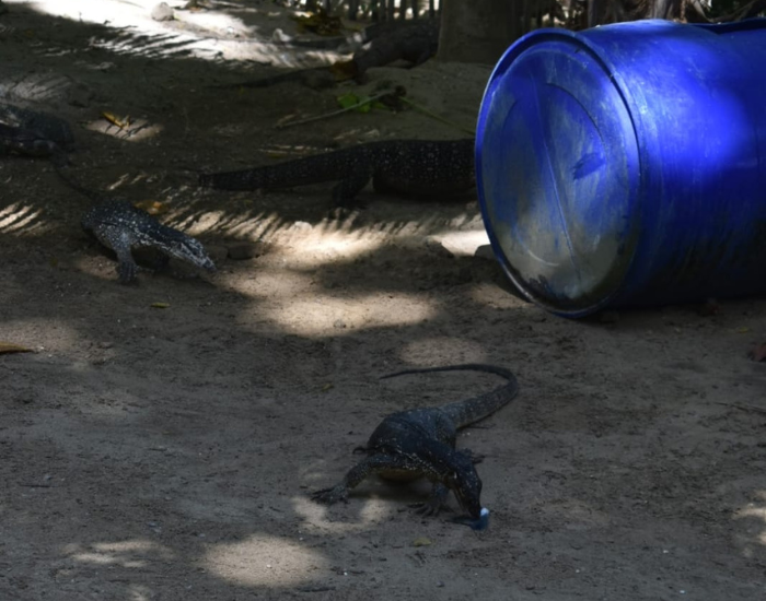 monitor-lizard.webp three monitor lizards hanging near a plastic container