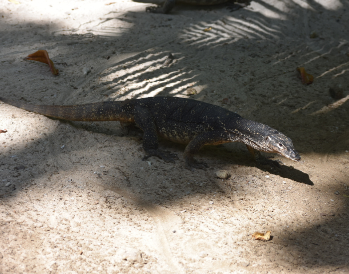 monitor-walking-palawan.webp juvenile monitor lizard on the ground walking