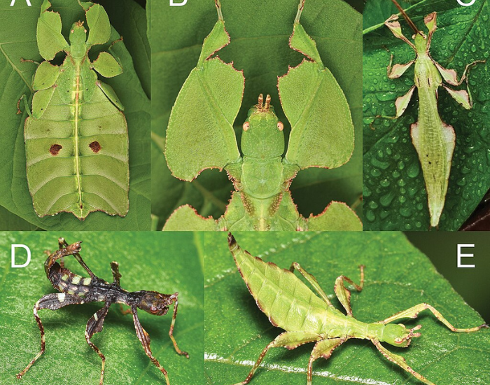 mossy-leaf-insect-phyllium-asekiense.webp mossy leaf insect six photo comparisson