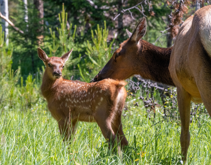 mom and baby elk in the wild