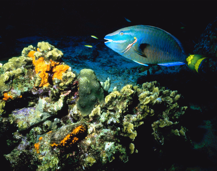 nocturnal photo of a parrot fish swimming