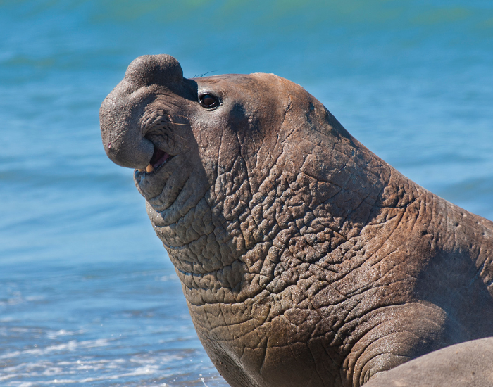 ocean-elephant-seal.webp Male elephant seal on the beach