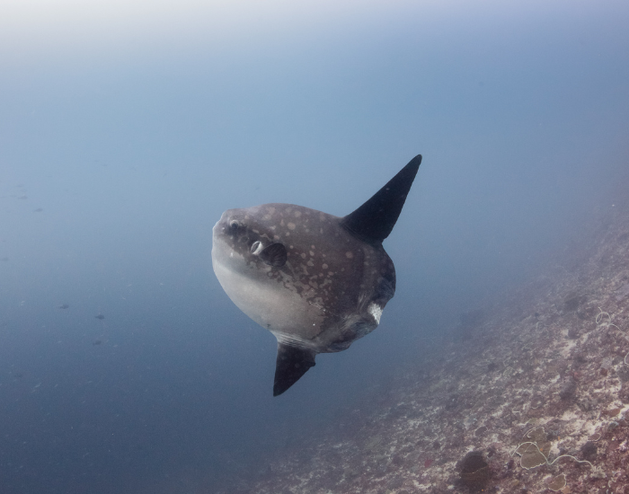 ocean sunfish swimming in the ocean