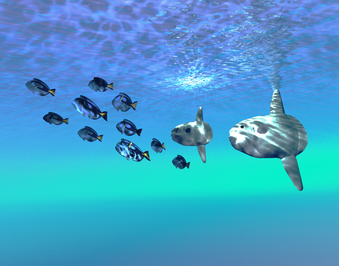 Two ocean sunfish swimming in crystal clear water