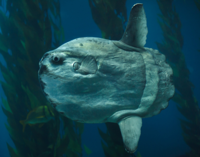 ocean-sunfish-kelp.webp ocean sunfish swimming