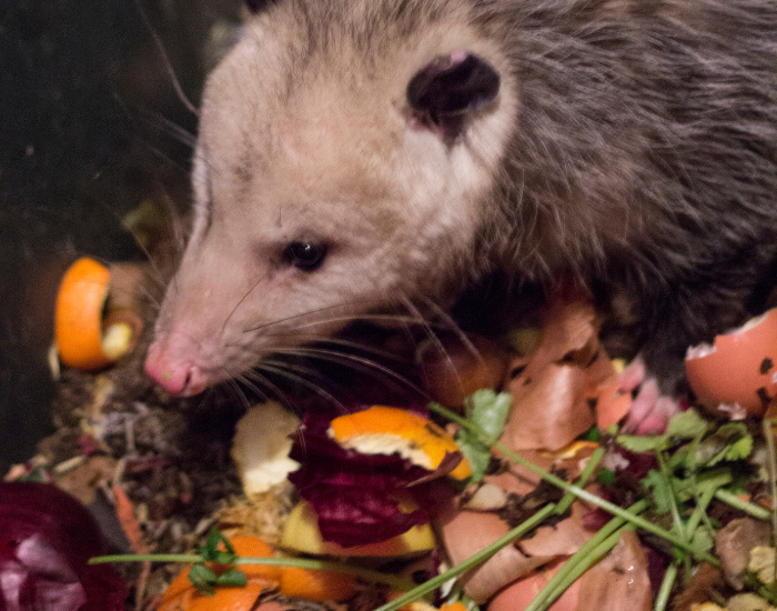 opossum-eating.webp Opossums eating compost