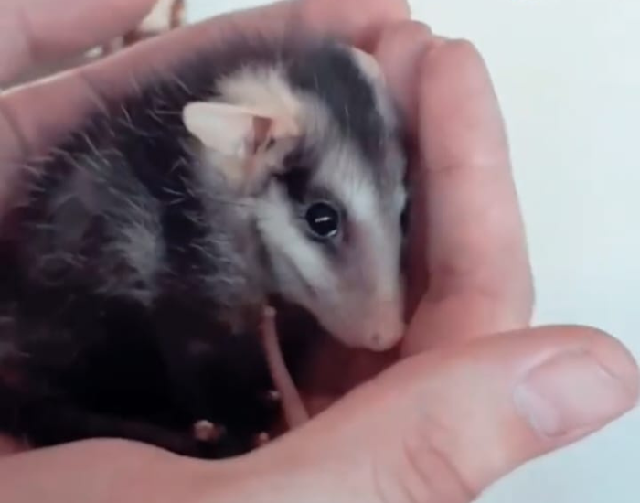 opossum.webp baby opossum on a human hand