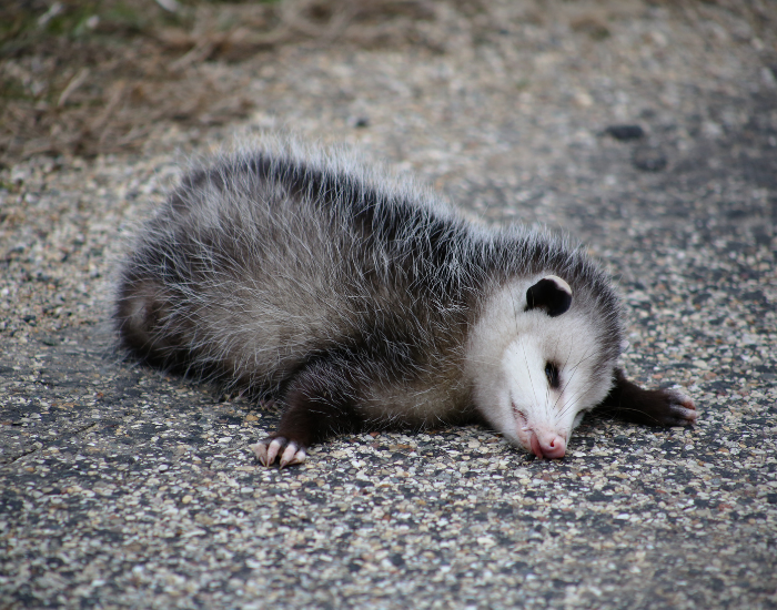 oppossum-dead.webp opossum pretending to be dead on a concrete road
