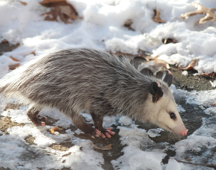 oppossum-leaves-2.webp opossum walking on a snowy ground
