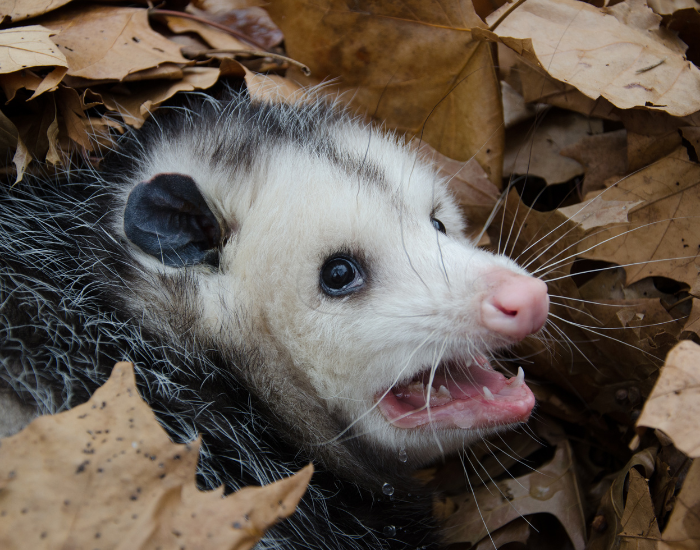 oppossum-leaves.webp close up of an opossum on the ground
