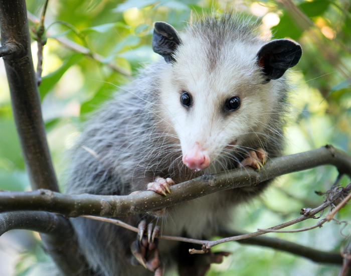 opossum on a tree