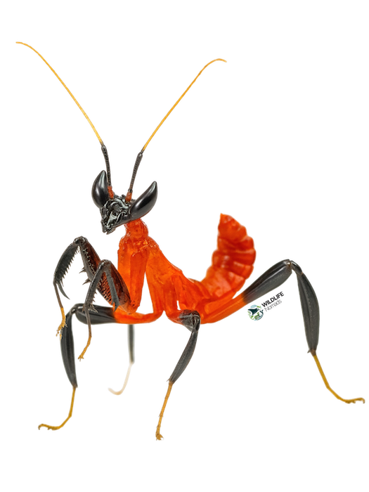 orchid mantis nymph AI illustration