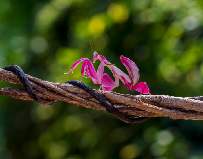 orchod mantis walking over a vine