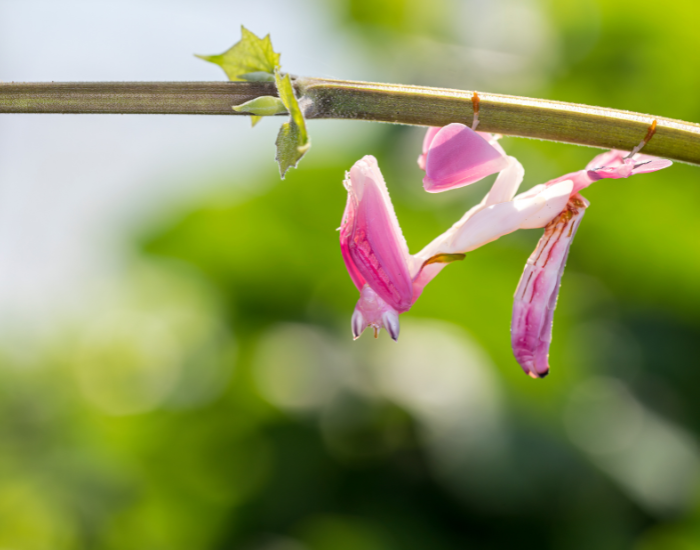 orchid mantis on a twig