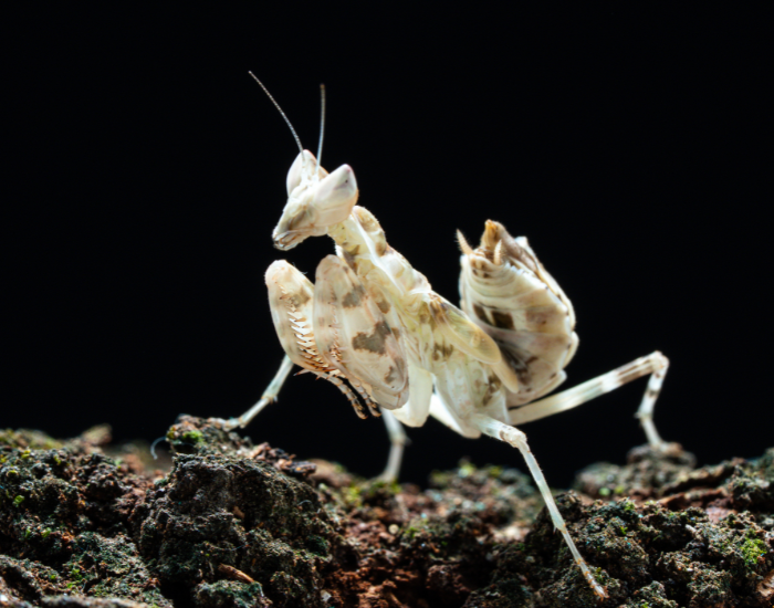 white mantis orchid with black background