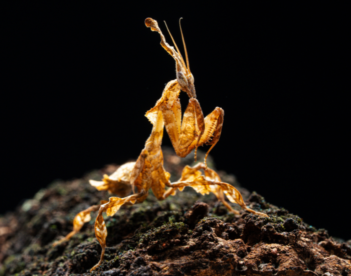 male orchid mantison top of a wood loge