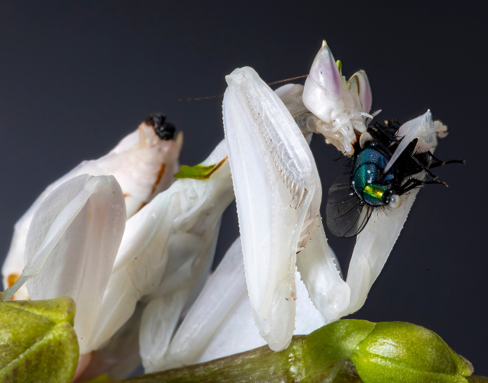 female orchid mantis eating a fly